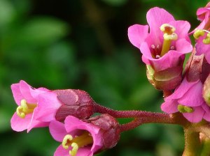 De wasachtige bloemen van de Schoenlappersplant (Bergenia 'Eroïca")