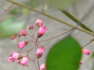 De roze bloempjes van Heuchera en de tussenschotten van Judaspenning (Lunaria annua)